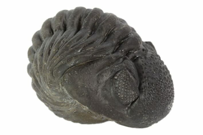 Wide, Enrolled Pedinopariops Trilobite - Mrakib, Morocco #125120